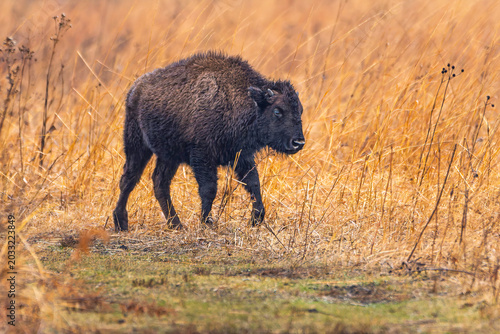 A juvenile American bison walks thru a pasture at the Kankakee Sands Nature Preserve in Indiana