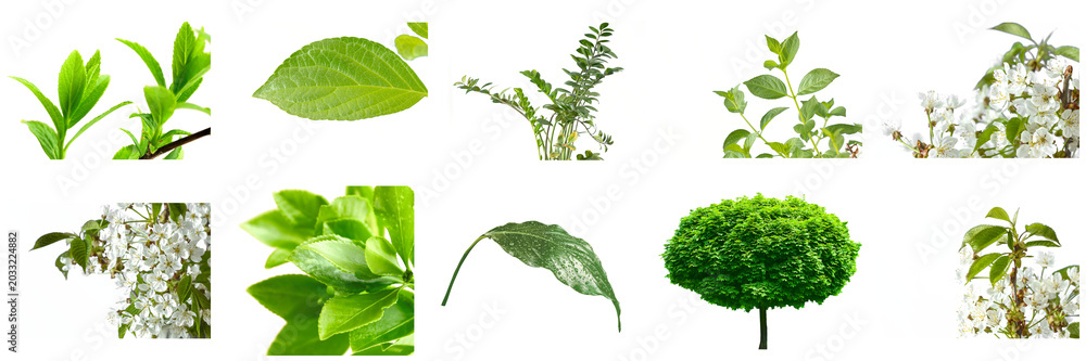 Fototapeta premium Transparent green leaves, rose bouquet, botanical branches, tree shapes and plant cutouts set and collection for PNG overlay background design.