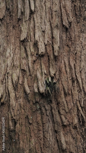 tree bark texture and background, nature concept