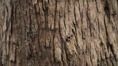 Photos tree bark texture and background, nature concept
