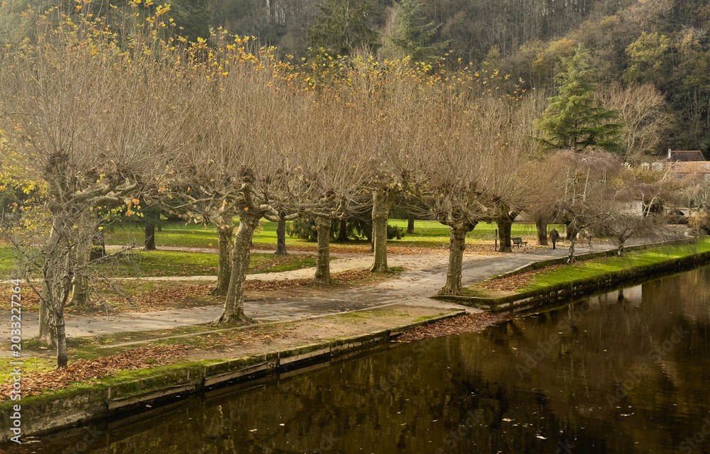 Fototapeta premium alley of trees in autumn 