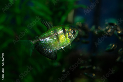 Aquarium  fish-ternetzi swim. One fish is green with black stripes. The Latin name Gymnocorymbus terne