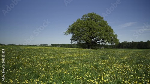 Yellow dandelions in a field of green grass. A large old oak tree in a field in spring