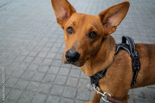 Photos Brown mixed breed dog looking directly at the camera
