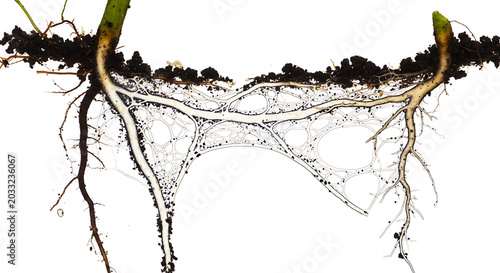 Detailed illustration of isolated plant roots and soil fungi network