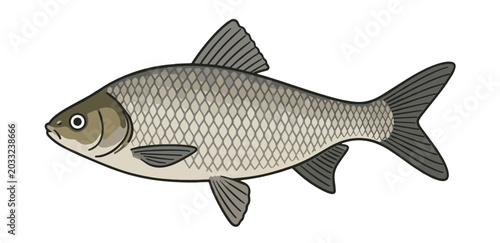 A detailed illustration of a freshwater carp or chub fish with natural brownish-grey scales and realistic fins, depicted in side view on a white background. Concept of river fishing.