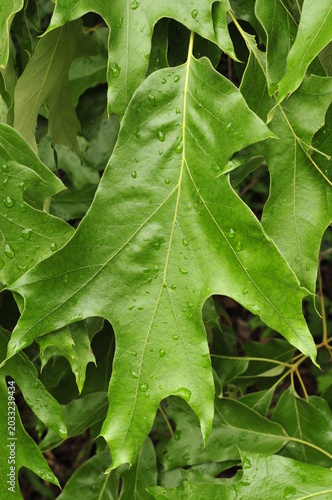 Red oak leaves with rain drops