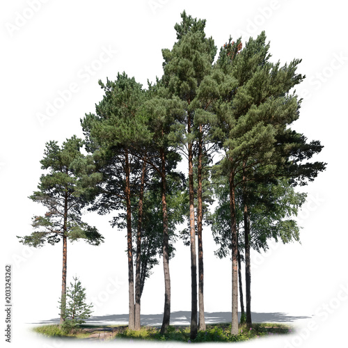 Cuadro en lienzo Group of tall pine trees, isolated on white and transparent background