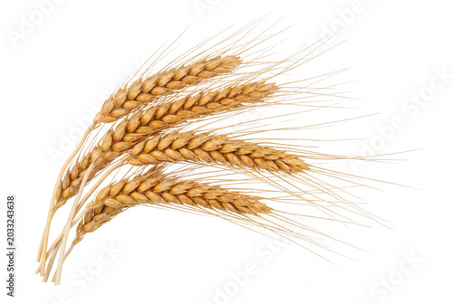 Tableau sur toile Bunch of Ripe Golden Wheat Ears