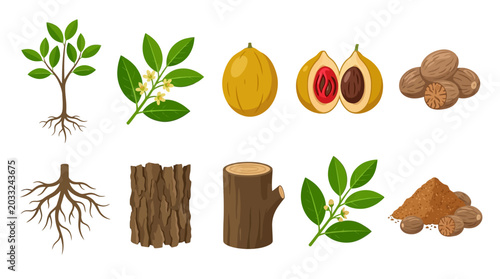 Foto Botanical vector illustrations of nutmeg tree, nuts, bark, and powder for food a