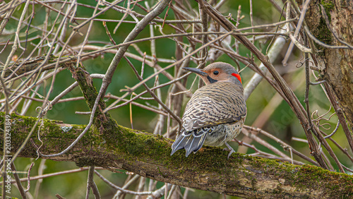 A Northern Flicker, Colaptes auratus, perched on a moss-covered tree limb in Northern Indiana
