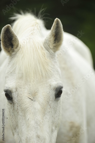 Soulful yes on a grey horse