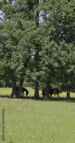 Horses and spring, Auvergne, France.