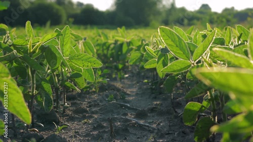 View of soybean sprouts as they grow in the field under sunlight at a farm in a rural location with green plants all around