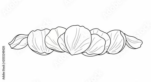 Tableau sur toile Line art illustration of a row of fresh peeled hazelnut kernels.