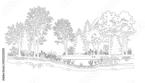 Foto CAD forest landscape section line drawing, side view woodland trees stream roots