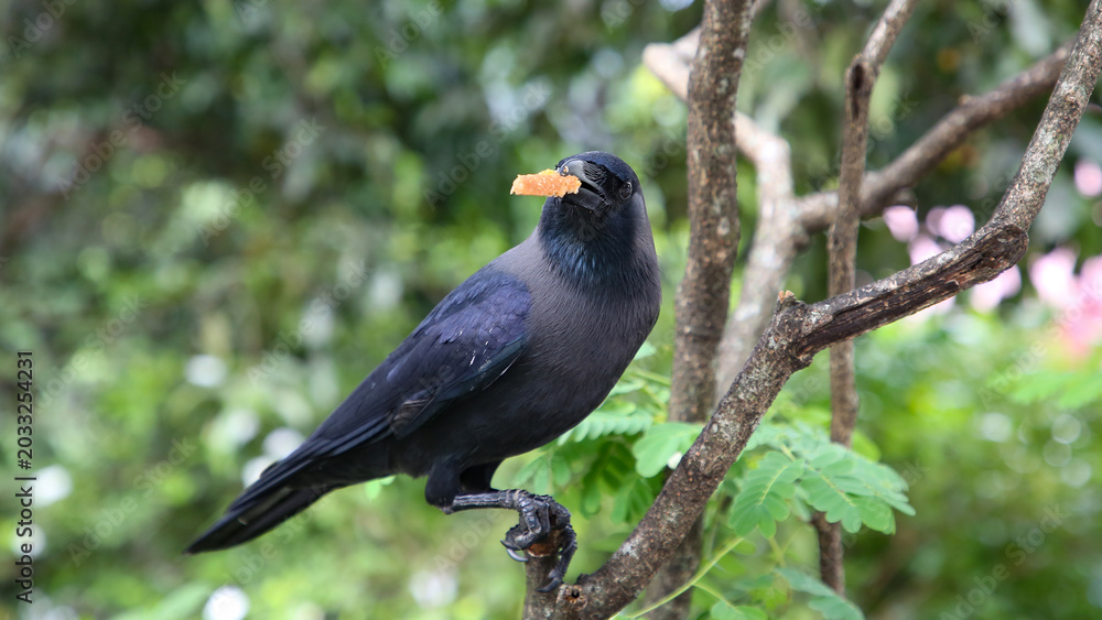 Fototapeta premium Cuervo indio o Corvus splendens