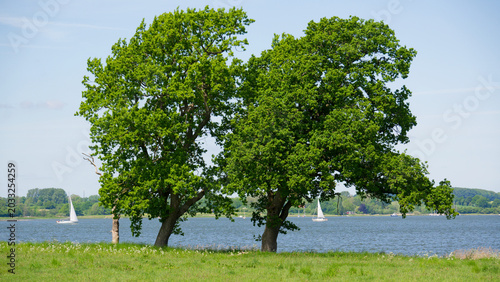 Eichen an der Schlei