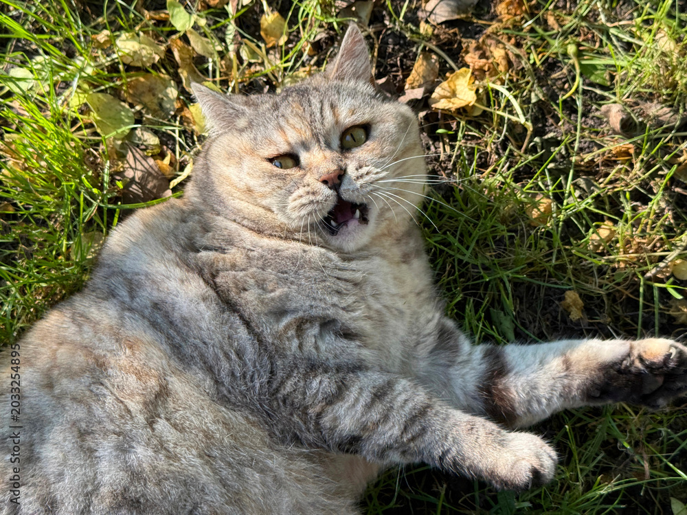 Obraz premium Funny cat lying in the grass 