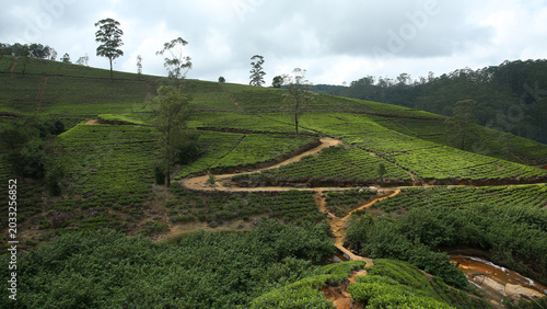 Plantación de té Labookellie en Sri Lanka