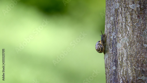Small snail climbs tree trunk slowly