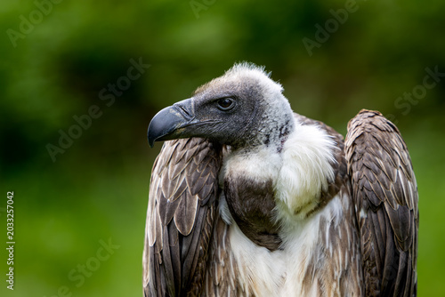 White Backed vulture perches calmly with head slightly tilted
