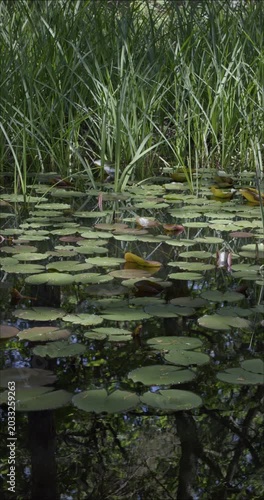 Spring colors and Lotus, Auvergne, France.