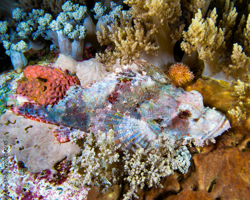 Bild auf Leinwand scorpionfish