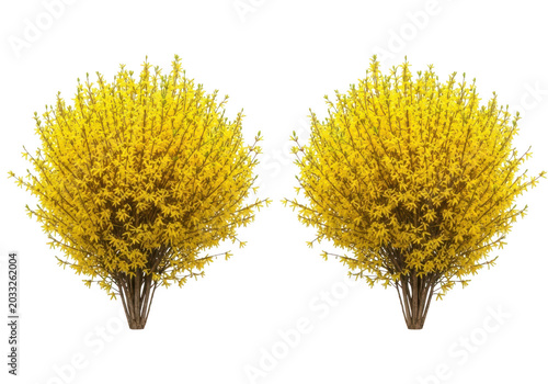 Two round yellow flowering bushes in spring season isolated for garden landscape design