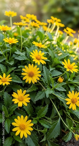 Sunny yellow daisy-like flowers bloom vibrantly in lush green foliage, dappled sunlight