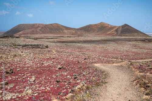 Foto A plain covered with red plants and a few hills in the distance, against the backdrop of a cloudless blue sky