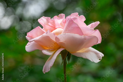 Pink rose flowers and bud growing in country rose garden. Rosebush abundant blooming in summer. Nature background with flowering pink roses. Natural floral summer bloom garden or park backdrop.