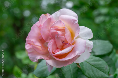Pink rose flowers and bud growing in country rose garden. Rosebush abundant blooming in summer. Nature background with flowering pink roses. Natural floral summer bloom garden or park backdrop.