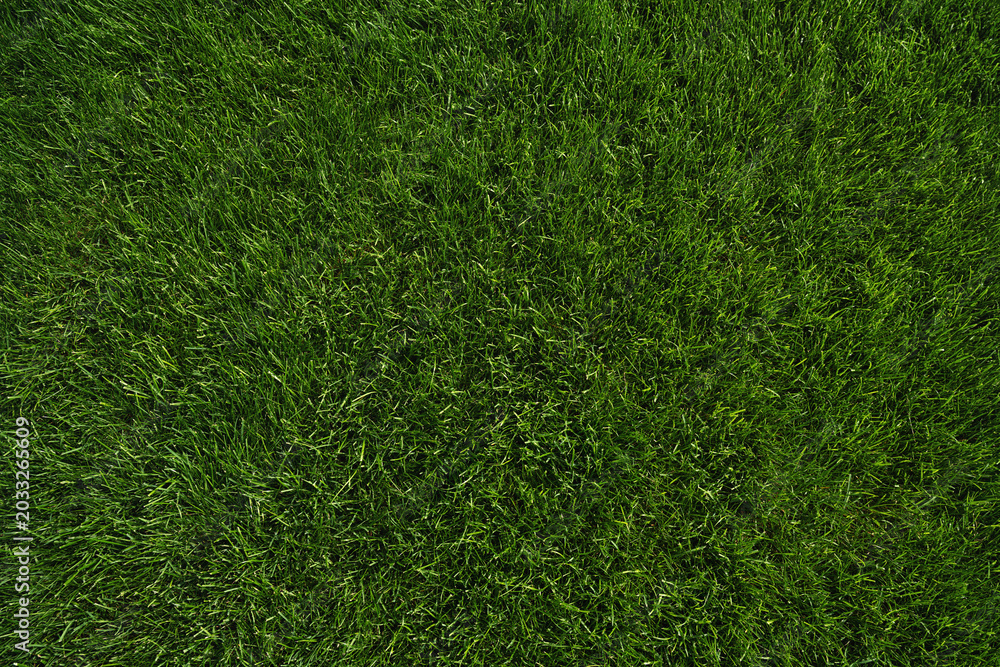 Obraz premium green grass texture - well-groomed turf in the garden