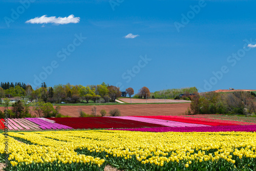 Tulips, tulip fields, 