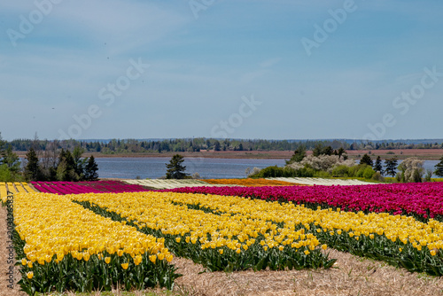 Tulips, tulip fields, 