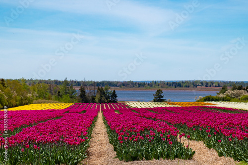 Tulips, tulip fields, 