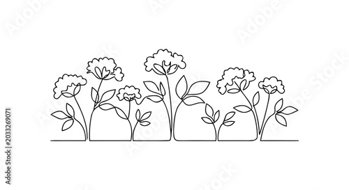 Fotografie Elderflower cordial garden border