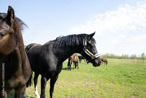 Foto A brown horse grazes in a green meadow and nibbles the grass