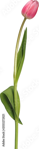 Single pink tulip flower isolated on white background