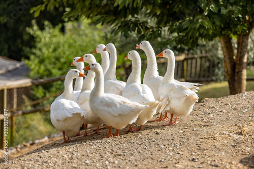 Foto White geese flock on a farm path