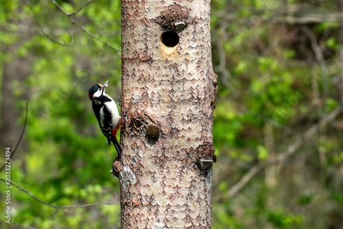 Woodpecker