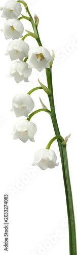 Bild auf Leinwand Lily of the valley - flowers isolated on white background