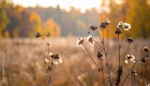 Close-up of dried wildflowers with fluffy seed heads in a sunlit autumn field, surrounded by warm tones of yellow and brown, symbolizing transition, endurance, and natural beauty.