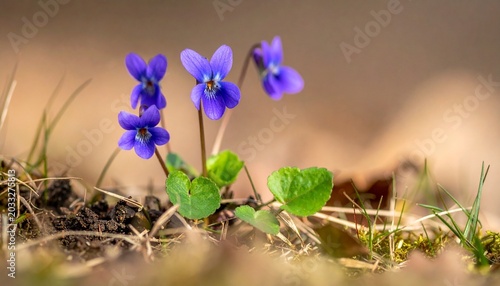 Small violet flower with heart-shaped leaves growing among dry leaves under warm sunlight, symbolizing renewal, fragility, and natural beauty.