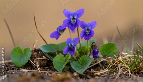 Small violet flower with heart-shaped leaves growing among dry leaves under warm sunlight, symbolizing renewal, fragility, and natural beauty.