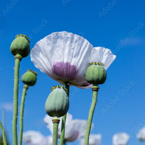 White poppy flowers and green seed pods standing tall against a clear blue sk...