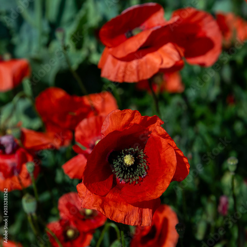 Red poppy field with close-up bloom and blurred background of wild flowers