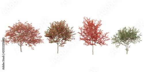 Fotografie 3d illustration of Crataegus plants on transparent background