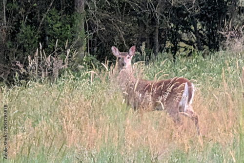 Dry Ridge Deer
